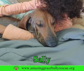 Sally 2 -  Redbone Coonhound Dog for Adoption in Pensacola, Florida - Sally 2 | PetCurious