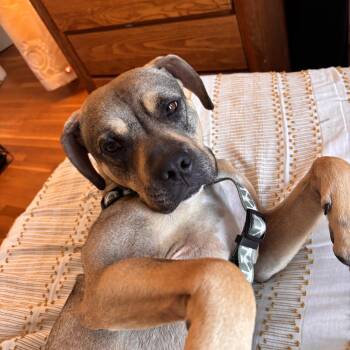 Mixed Breed Dogs Available for Adoption - Sonny! The Perfect Companion!  | PetCurious