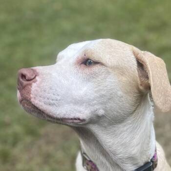 Yellow Labrador Retriever and Pit Bull Terrier Dogs Available for Adoption in Ridgefield, Connecticut - Zoey | PetCurious