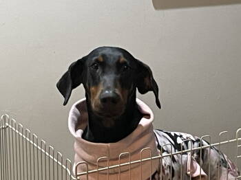 Rescue Doberman Pinscher Dogs for Adoption in Minneapolis, Minnesota - Anna | PetCurious