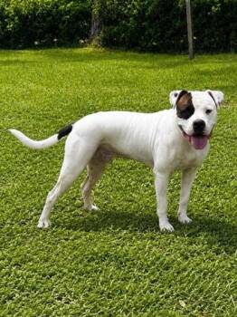 Murphy -  Pit Bull Terrier and Mixed Breed Dog for Adoption in Palm Coast, Florida - Murphy | PetCurious
