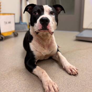 Rockstar -  Pit Bull Terrier Dog for Adoption in Lynchburg, Virginia - Rockstar | PetCurious