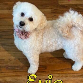 Evie -  Poodle Dog for Adoption in Broken Arrow, Oklahoma - Evie | PetCurious