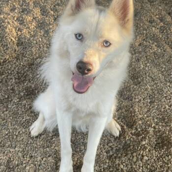 Jax -  Pomeranian and Husky Dog for Adoption in Lacon, Illinois - Jax | PetCurious