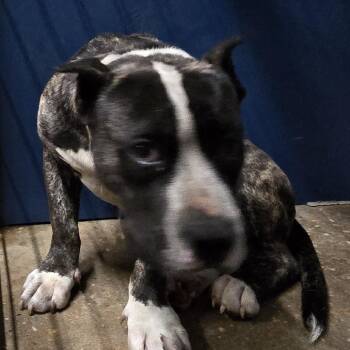 Zeus -  Pit Bull Terrier Dog for Adoption in Montgomery, Alabama - Zeus | PetCurious
