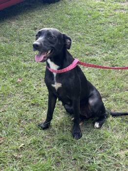 Rescue Labrador Retriever Dogs for Adoption in Troy, Alabama - Bell | PetCurious