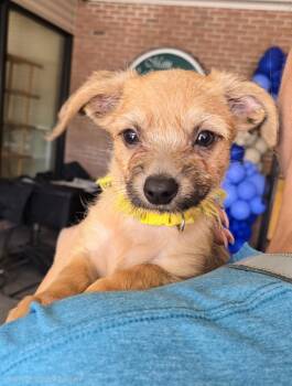 Moony -  Terrier Dog for Adoption - Moony | PetCurious