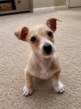 Jonah -  Chiweenie and Dachshund Dog for Adoption in Alabaster, Alabama - Jonah | PetCurious