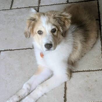 Collie and Great Pyrenees Dogs Available for Adoption in Houston, Texas - Astrid - Sweet Little Sunshine Puff | PetCurious