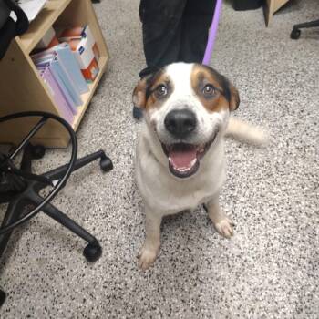 Liam -  Shepherd and Mixed Breed Dog for Adoption in Lakeland, Florida - Liam | PetCurious