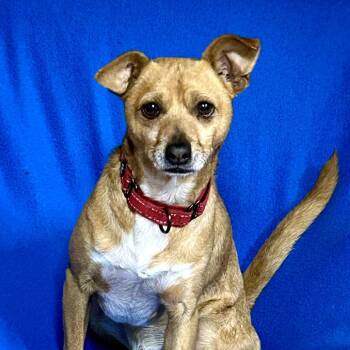 Loki -  Chihuahua and Mixed Breed Dog for Adoption in Rockville, Maryland - Loki | PetCurious