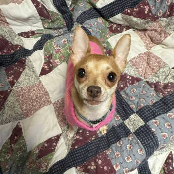 Rescue Chihuahua Dogs for Adoption in Sterling Heights, Michigan - Nala | PetCurious
