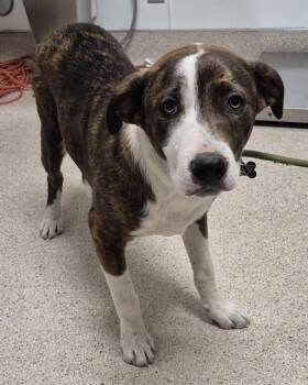 Terrier Dogs Available for Adoption in Thousand Oaks, California - Tucker - URGENT AND AT RISK | PetCurious
