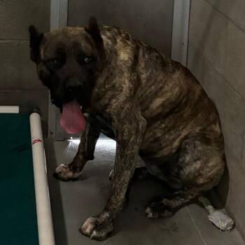 Cane Corso Dogs Available for Adoption - Medusa | PetCurious