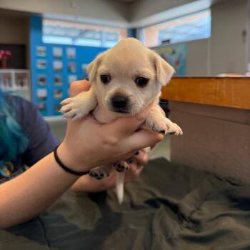 Terrier Dogs Available for Adoption in Fresno, California - Leia | PetCurious