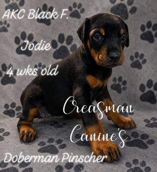 Jodie. Black F. Doberman Pinscher Puppy -  Doberman Pinscher Dog for Sale in Ider, Alabama - Jodie. Black F. Doberman Pinscher Puppy | PetCurious