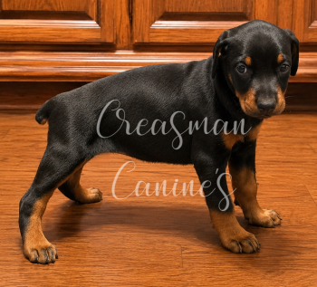 Jodie. Black F. Doberman Pinscher Puppy -  Doberman Pinscher Dog for Sale in Ider, Alabama - Jodie. Black F. Doberman Pinscher Puppy | PetCurious