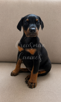 Jodie. Black F. Doberman Pinscher Puppy -  Doberman Pinscher Dog for Sale in Ider, Alabama - Jodie. Black F. Doberman Pinscher Puppy | PetCurious