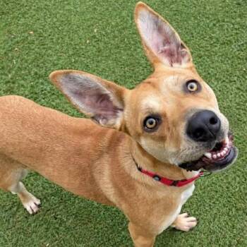 Zoey -  Carolina Dog Dog for Adoption in Center Point, Texas - Zoey | PetCurious