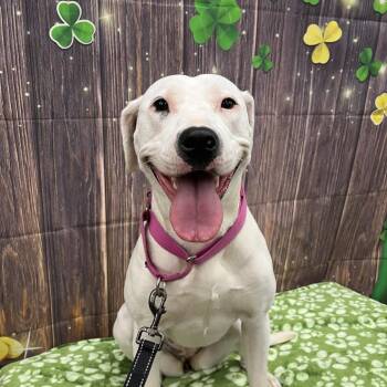 Mixed Breed Dogs Available for Adoption - Diamond | PetCurious