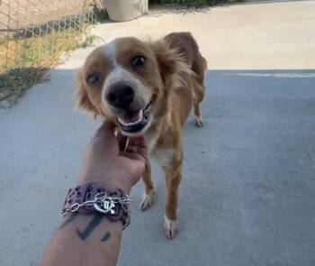 FOSTER ME - Chimmy -  Papillon Dog for Adoption in Grafton, Wisconsin - FOSTER ME - Chimmy | PetCurious