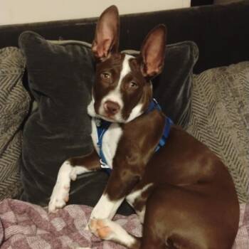 Squash -  Mixed Breed Dog for Adoption in Yuma, Arizona - Squash | PetCurious