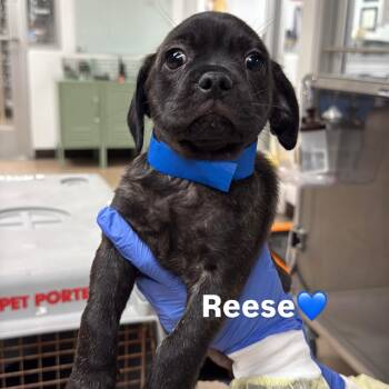 Reese A2295782 -  Pug Dog for Adoption in Los Angeles, California - Reese A2295782 | PetCurious