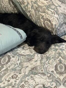 Dachshund and Miniature Schnauzer Dogs Available for Adoption in Oklahoma City, Oklahoma - Rocky | PetCurious