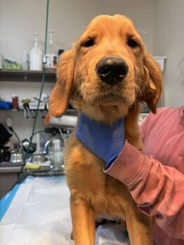 Golden Retriever Dogs Available for Adoption in Wayne, New Jersey - Golden Globe | PetCurious