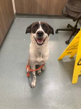 BELLA -  Border Collie and Pointer Dog for Adoption in Baytown, Texas - BELLA | PetCurious