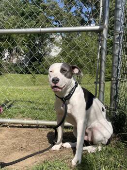 Yue -  Mixed Breed Dog for Adoption in Mishawaka, Indiana - Yue | PetCurious