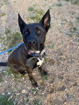 Rescue Shepherd Dogs for Adoption in Estes Park, Colorado - Anubis | PetCurious