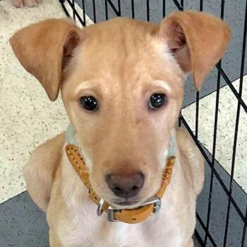 Rescue Labrador Retriever and Cirneco Delletna Dogs for Adoption in New York, New York - SPRITE In NY To Meet And Greet! | PetCurious