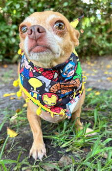 Rescue Chihuahua Dogs for Adoption in Margate, Florida - CARTER | PetCurious