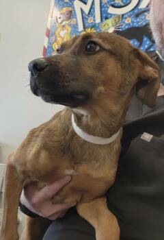 Florin -  Labrador Retriever and Mixed Breed Dog for Adoption in New Orleans, Louisiana - Florin | PetCurious