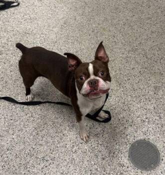 Quincy -  Boston Terrier and Mixed Breed Dog for Adoption in Kansas City, Missouri - Quincy | PetCurious
