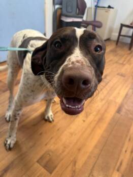 German Shorthaired Pointer and Mixed Breed Dogs Available for Adoption in Fayetteville, Tennessee - Coco | PetCurious