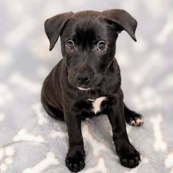 Skyla -  Labrador Retriever and Mixed Breed Dog for Adoption in Griswold, Connecticut - Skyla | PetCurious