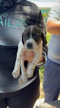 Butter Pecan -  American Bulldog Dog for Adoption in Lakeland, Florida - Butter Pecan | PetCurious