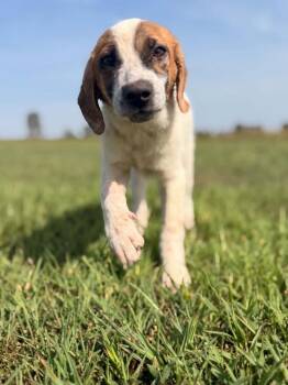 Hailey - COMI(NG SOON -  Boxer and Beagle Dog for Adoption in Overland Park, Kansas - Hailey - COMI(NG SOON | PetCurious