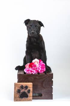 Labrador Retriever Dogs Available for Adoption in Brighton, Colorado - 351-26 | PetCurious