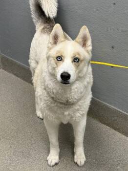 JIM -  Siberian Husky Dog for Adoption in Las Vegas, Nevada - JIM | PetCurious