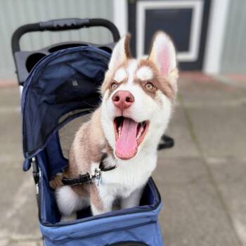 Husky Dogs Available for Adoption - Echo | PetCurious