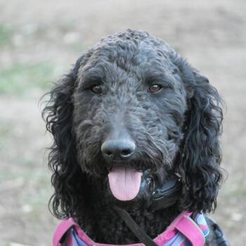 Rescue Standard Poodle Dogs for Adoption in Boulder, Colorado - Gummy Clusters | PetCurious