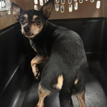 Chihuahua Dogs Available for Adoption - Roman | PetCurious
