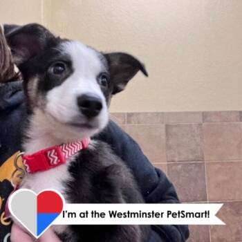 Australian Shepherd and Cattle Dog Dogs Available for Adoption in Fort Collins, Colorado - Tim | PetCurious