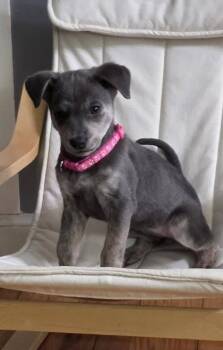 Australian Kelpie and Whippet Dogs Available for Adoption - Tinsel | PetCurious