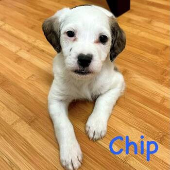 Chip -  Spaniel and Retriever Dog for Adoption in Bardonia, New York - Chip | PetCurious
