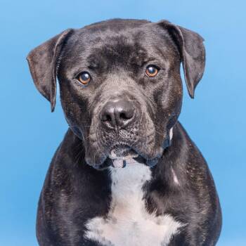 Pit Bull Terrier Dogs Available for Adoption in Franklin, Tennessee - Larry | PetCurious