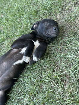 Rescue Mountain Cur Dogs for Adoption in Redfield, Arkansas - Ozzy Ashcraft | PetCurious